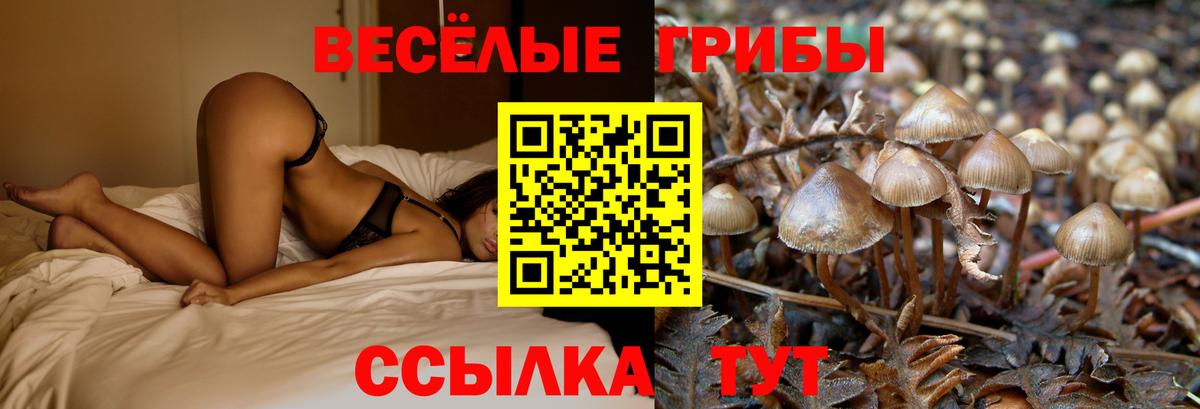 Псилоцибиновые грибы Cubensis Армавир